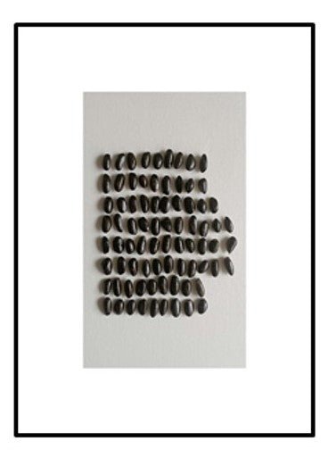 SERIE 1 Fine Art POMOLOGÍA 2.0 - OCHOINFINITO